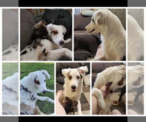 Australian Shepherd Dogs for adoption in Hoisington, KS, USA