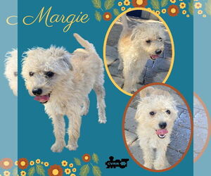 Poodle (Miniature)-Unknown Mix Dogs for adoption in Lindsay, CA, USA