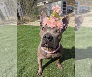 American Pit Bull Terrier-Unknown Mix Dogs for adoption in Calhoun, GA, USA