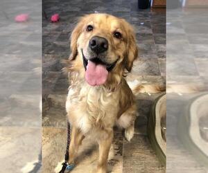Golden Retriever Dogs for adoption in Cedar Rapids, IA, USA
