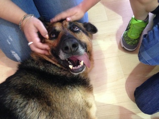 View Ad: German Shepherd Dog Dog for Adoption near New ...