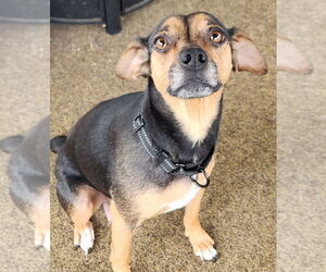 Beagle-Unknown Mix Dogs for adoption in Walnutport, PA, USA