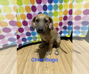 Labrador Retriever-Unknown Mix Dogs for adoption in Ball Ground, GA, USA