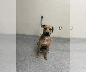 Staffordshire Bull Terrier-Unknown Mix Dogs for adoption in Pasadena, TX, USA