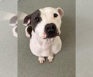 American Pit Bull Terrier Dogs for adoption in Fayetteville, NC, USA