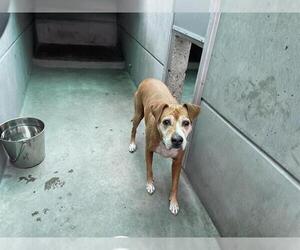 Bullboxer Pit Dogs for adoption in Pasadena, CA, USA