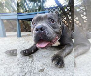 Bull Terrier Dogs for adoption in Dana Point, CA, USA