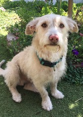 Cairn Corgi Dogs for adoption in Seattle, WA, USA