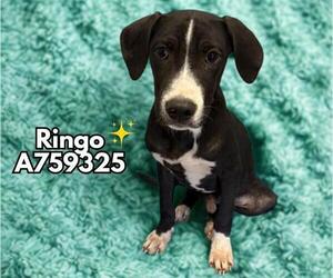 Labrador Retriever-Unknown Mix Dogs for adoption in San Antonio, TX, USA