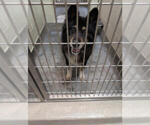 German Shepherd Dog-Unknown Mix Dogs for adoption in Upland, CA, USA