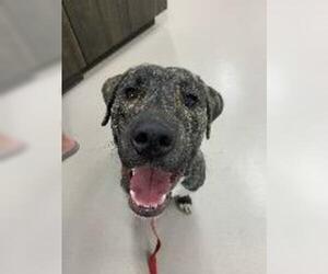 Mastador Dogs for adoption in Claremore, OK, USA