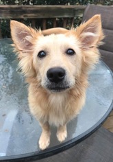 Dachshund-Golden Retriever Mix Dogs for adoption in Jarrettsville, MD, USA