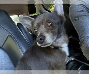 Chihuahua-Unknown Mix Dogs for adoption in Mount Pleasant, SC, USA