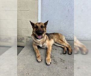 German Shepherd Dog-Unknown Mix Dogs for adoption in North Myrtle Beach, SC, USA