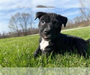 American Pit Bull Terrier-Unknown Mix Dogs for adoption in Center Township, PA, USA