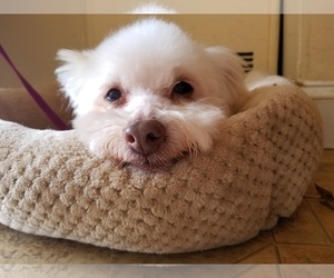 Maltese-Unknown Mix Dogs for adoption in Brooklyn, NY, USA