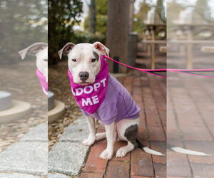 Staffordshire Bull Terrier-Unknown Mix Dogs for adoption in Shermans Dale, PA, USA