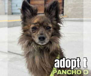 Chihuahua Dogs for adoption in Newport Beach, CA, USA