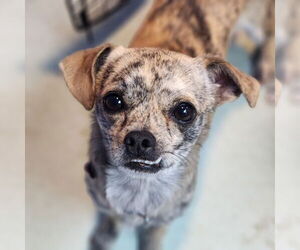 Chiweenie Dogs for adoption in Walnutport, PA, USA