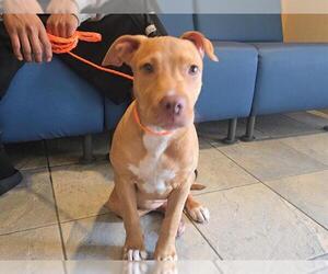 Mutt Dogs for adoption in Orange, CA, USA