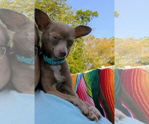 Chihuahua-Unknown Mix Dogs for adoption in Oakhurst, NJ, USA