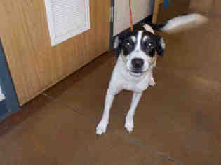 Border Collie Dogs for adoption in Temple, TX, USA