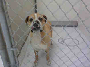 Boxer Dogs for adoption in Temple, TX, USA