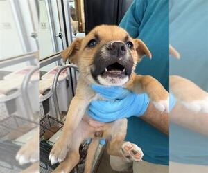 American Staffordshire Terrier-Unknown Mix Dogs for adoption in San Antonio, TX, USA