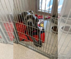 Mastiff Dogs for adoption in Tracy, CA, USA