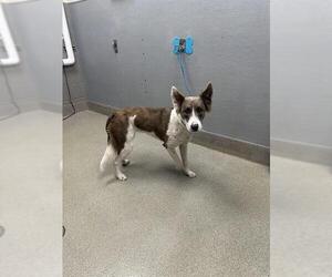 Huskies -Unknown Mix Dogs for adoption in Las Vegas, NV, USA
