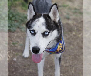 Siberian Husky Dogs for adoption in San Antonio, TX, USA