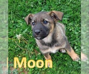 German Shepherd Dog-Unknown Mix Dogs for adoption in Sheboygan, WI, USA