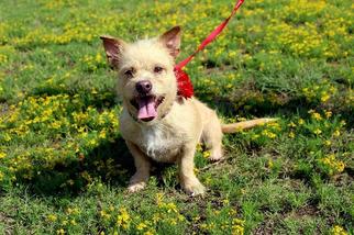 Cairn Terrier Dogs for adoption in Arlington, TX, USA