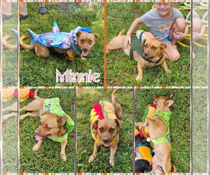 Dachshund-Unknown Mix Dogs for adoption in Blacksburg, SC, USA