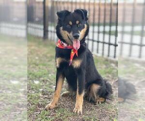 Australian Kelpie-Unknown Mix Dogs for adoption in San Antonio, TX, USA