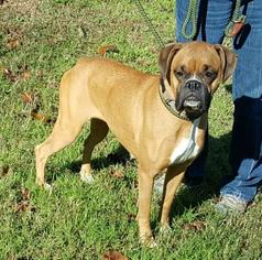 Boxer Dogs for adoption in Livingston, TX, USA