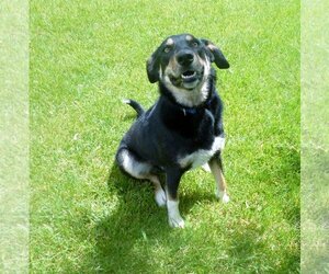 Border Collie-Unknown Mix Dogs for adoption in Diamondville, WY, USA