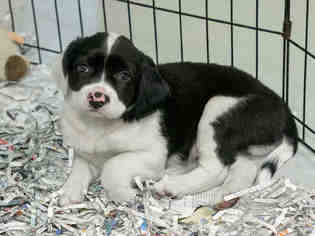 Medium Photo #1 Labbe Puppy For Sale in Norfolk, VA, USA