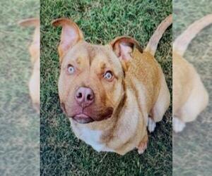 Boxer Dogs for adoption in Palmetto, FL, USA