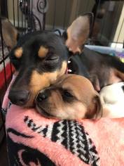 Miniature Pinscher Dogs for adoption in Spring, TX, USA