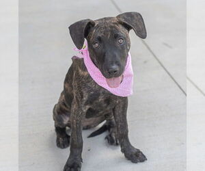 American Pit Bull Terrier-Labrador Retriever Mix Dogs for adoption in Wesley Chapel, SC, USA