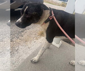 Mutt Dogs for adoption in Evansville, IN, USA