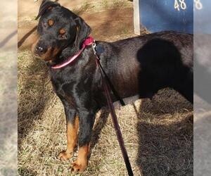 Small Rottweiler