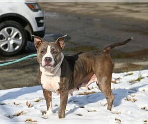 Mutt Dogs for adoption in Glen Allen, VA, USA