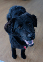 Sheprador Dogs for adoption in Potomac, MD, USA