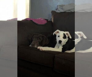American Pit Bull Terrier-Unknown Mix Dogs for adoption in Germantown, OH, USA