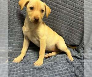 Labrador Retriever-Unknown Mix Dogs for adoption in Jackson Township, NJ, USA