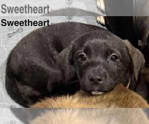 Australian Shepherd-Rottweiler Mix Dogs for adoption in Aurora, IN, USA