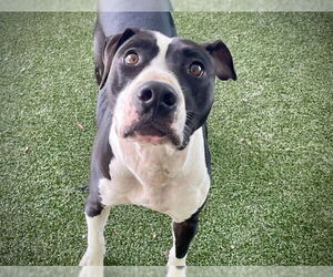 American Staffordshire Terrier-Unknown Mix Dogs for adoption in Tavares, FL, USA
