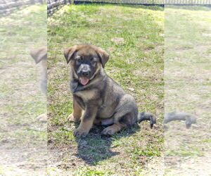 Dutch Shepherd -Unknown Mix Dogs for adoption in Estherville, IA, USA